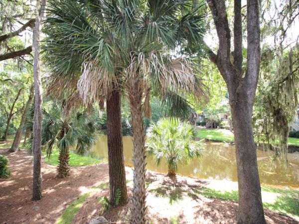 Hilton Head Condo 997339