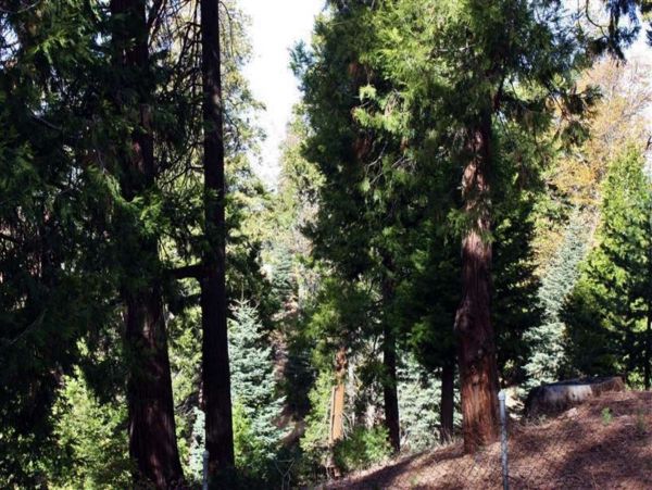 Big Bear Home 998088