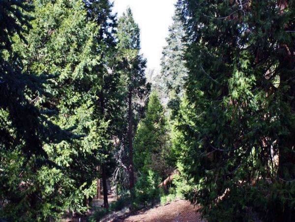 Big Bear Home 998088