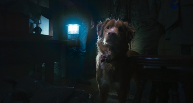 Good Boy trailer: trust his instincts