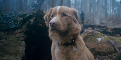 Good Boy trailer: trust his instincts
