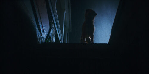 Good Boy trailer: trust his instincts