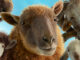 The Sheep Detectives