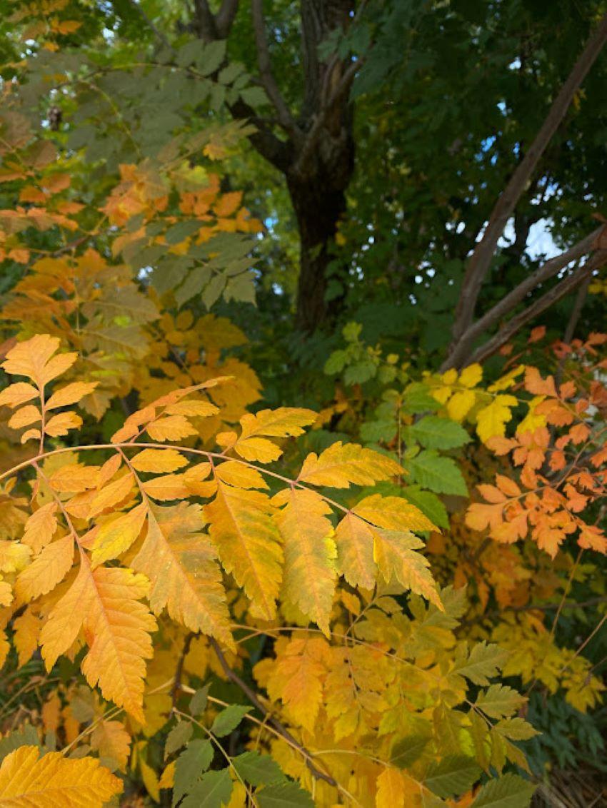 Leaves turning orange in the autumn.
