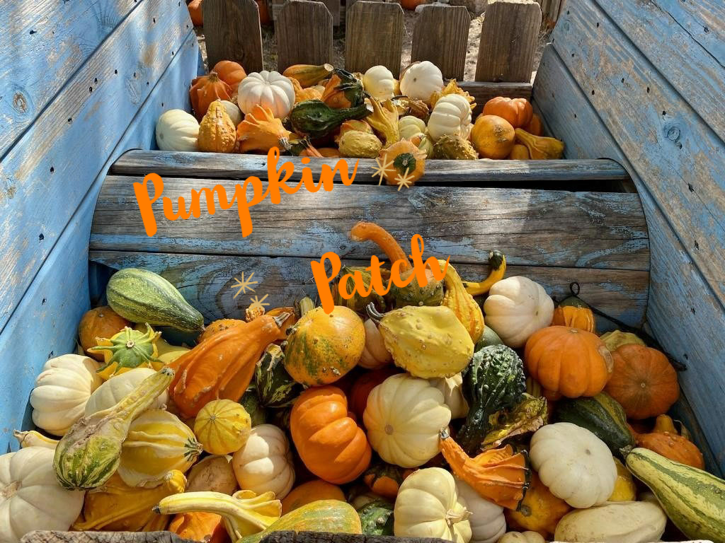 Pumpkin patch pic