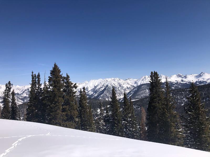 An image of snow coating a mountain and pine trees. 