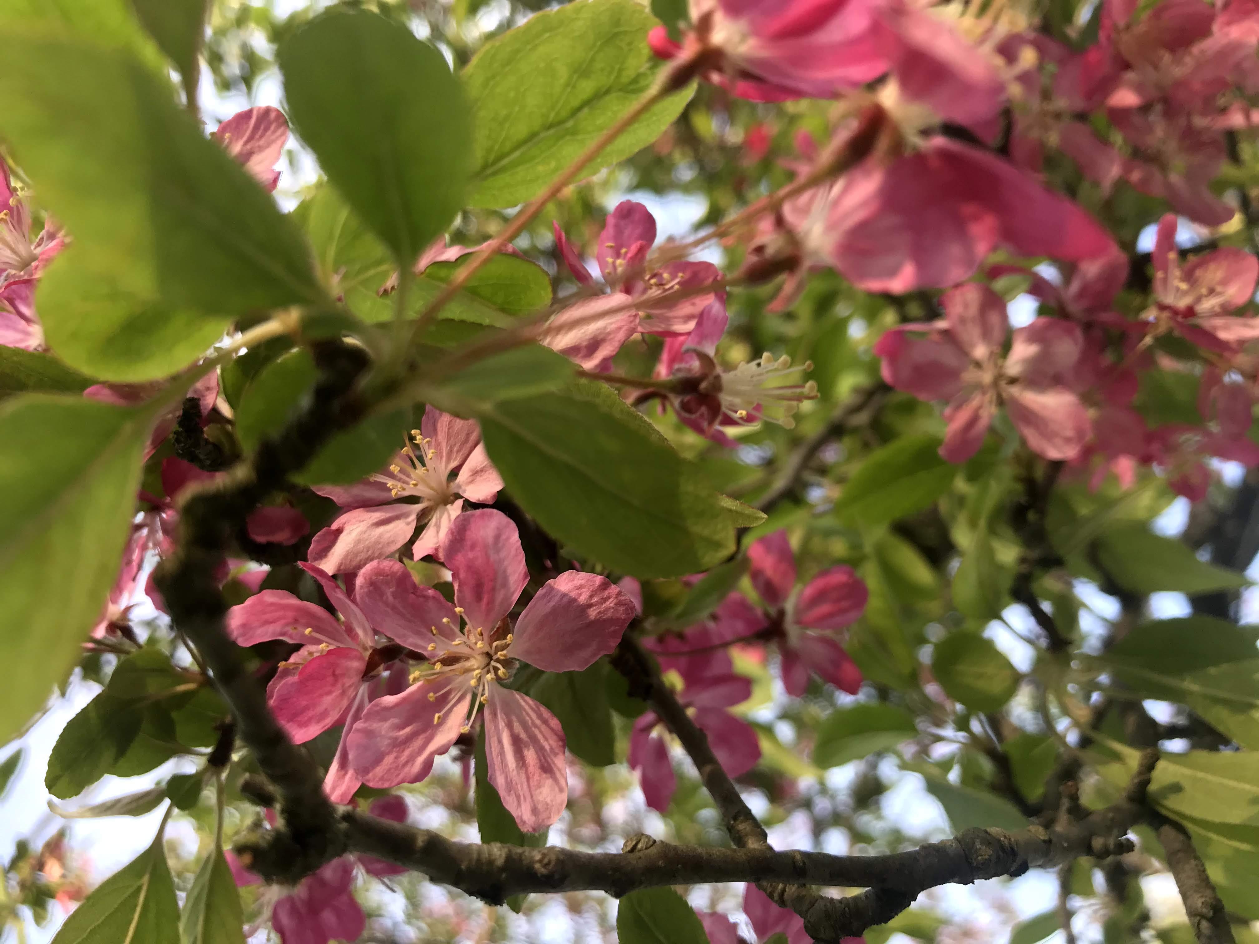 Photo of pink flowers on a tree branch. 