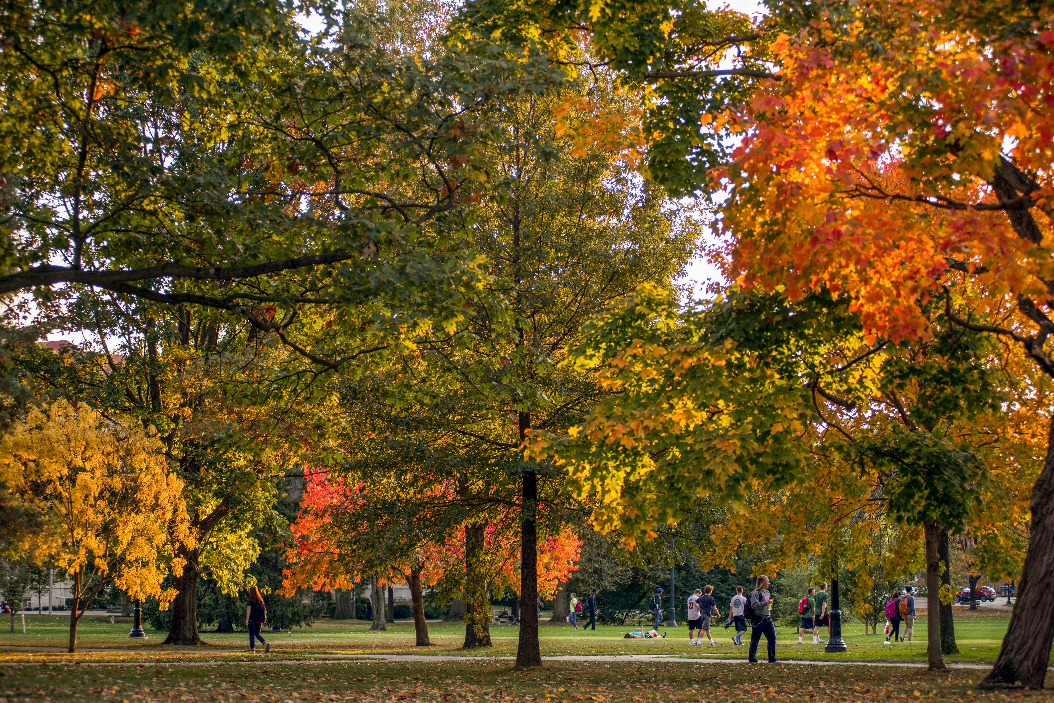 Trees on the oval at The Ohio State University