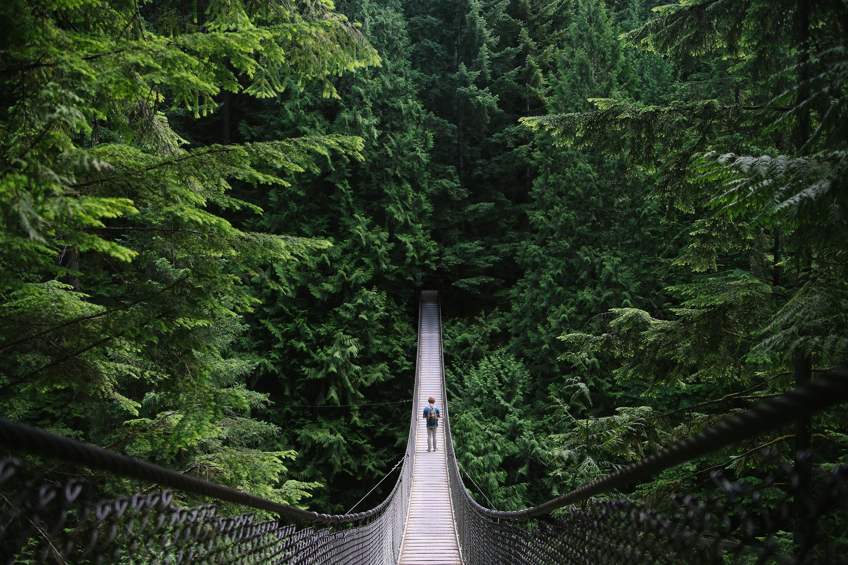 Person walking across raised bridge in forest treetop
