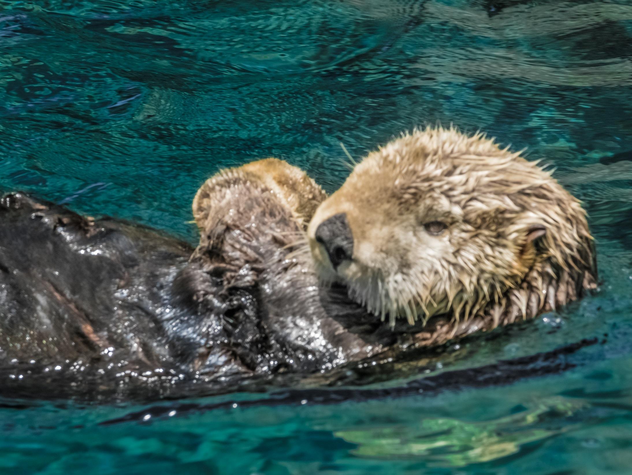 One otter lay in the water