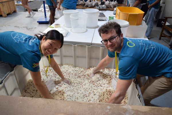 Two students in blue t-shirts bending over and reaching into a huge box of grains