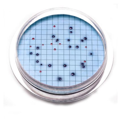 Hach m-ColiBlue24 Prepared Agar Plates