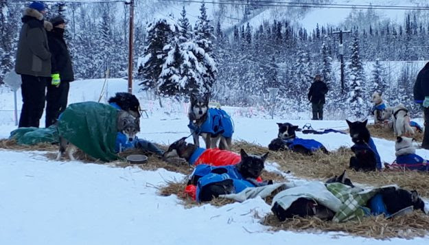 Les chiens du chenil Akkada sont recouverts d’une couverture et d’un manteau lorsqu’ils sont au repos, en raison du froid extrême.  — Photo : avec l’autorisation de Katherine Langlais et Rémy Leduc.
