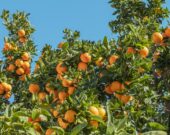 Le Canada est le 8e importateur mondial de fruits selon Statistique Canada. — Philippe Gauthier - Unsplash