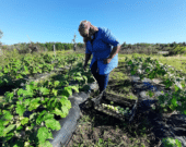 Avec la bonne méthode, des légumes exotiques poussant normalement sous les tropiques peuvent être cultivés au Canada, répondant ainsi à la demande des immigrants. — Photo : La Ferme Tropicale