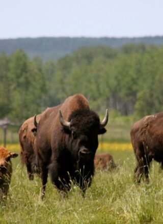 Des bisons de la ferme Bison du Nord — Photo : Archives