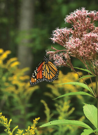 Un monarque butine. — Photo : André-Philippe Drapeau Picard