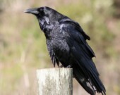 Un grand corbeau
— Photo : Wikimedia Commons, David Hofmann