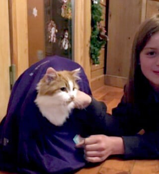 Le produit final : une tente pour chats. — Photo : Joséanne Legault