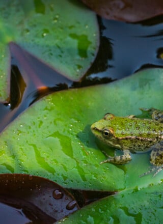 Photo : Shutterstock