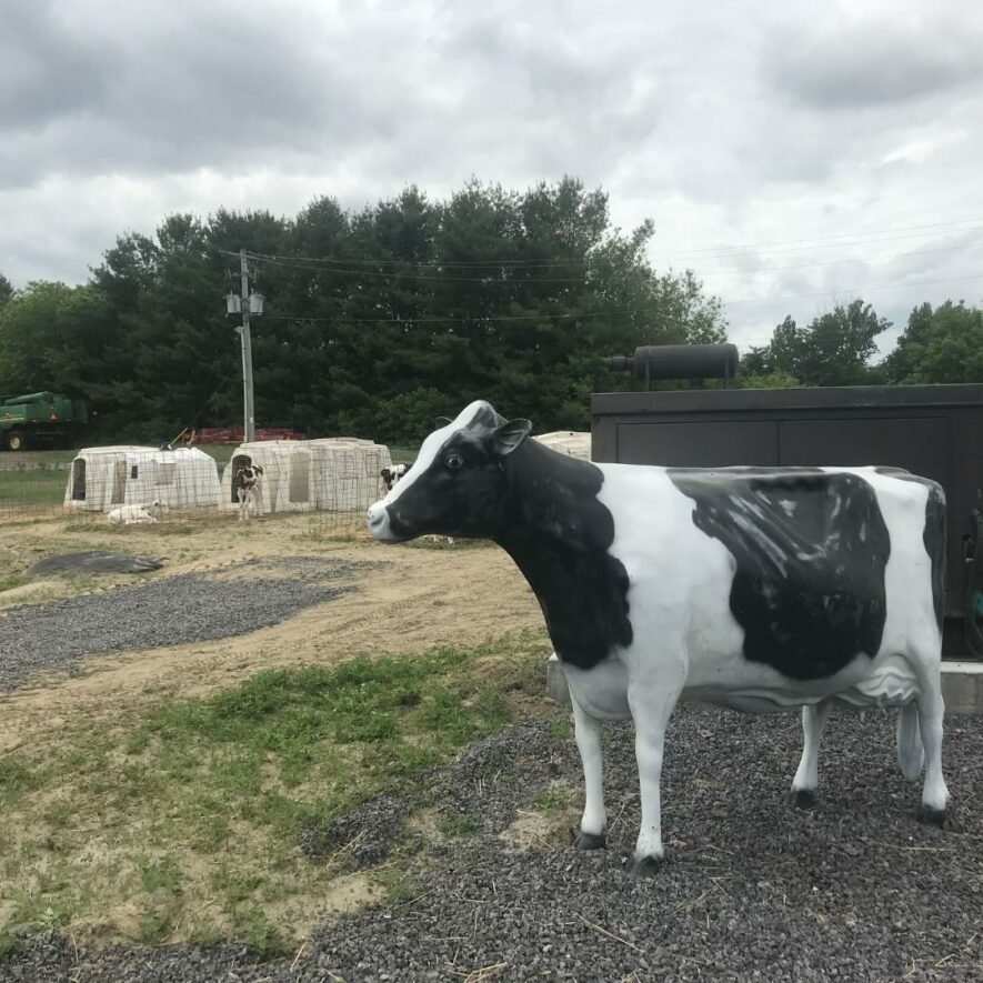 Albertine et son regard attendri sur les petits veaux, broutant sur un terrain attenant à l’UCFO — photo fournie
