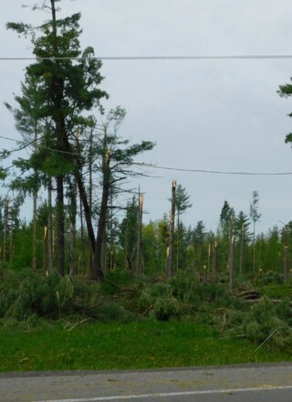 The United Counties of Prescott-Russell council will decide in February whether to provide financial assistance to a proposed projet to help to local woodlot owners still dealing with the damage to their properties from the destructive wind storm that blew across Eastern Ontario in May 2022. — file photo