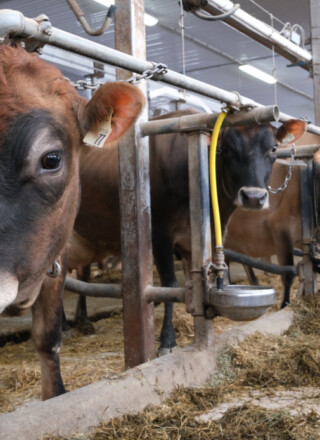 Alexandre Chabot élève des vaches de races Jersey à Clarence Creek. — photo : André Dumont