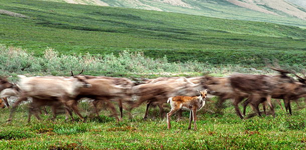 Migration des caribous Porcupine.
Photo : Ken Madsen  