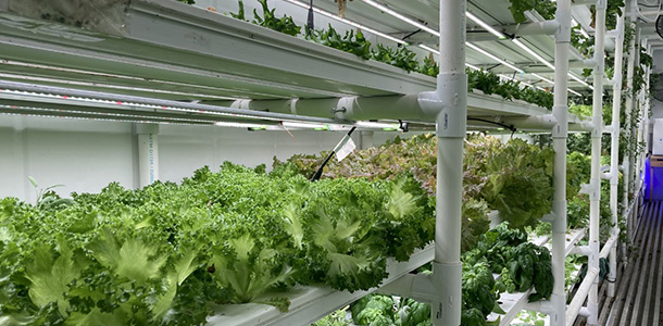Hiver comme été, la compagnie ColdAcre propose une variété de salades vertes et d’herbes fraîches cultivées dans des conteneurs hydroponiques à l'abri des intempéries. Crédit : Maurine Forlin.   