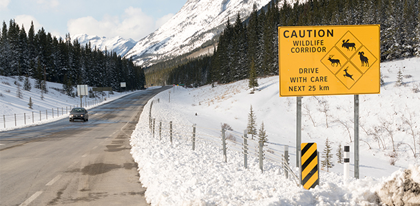 Panneau de signalisation de la faune sauvage dans la région de Kananaskis en Alberta. Photo : Aerin Jacob / Yellowstone to Yukon Conservation Initiative.  