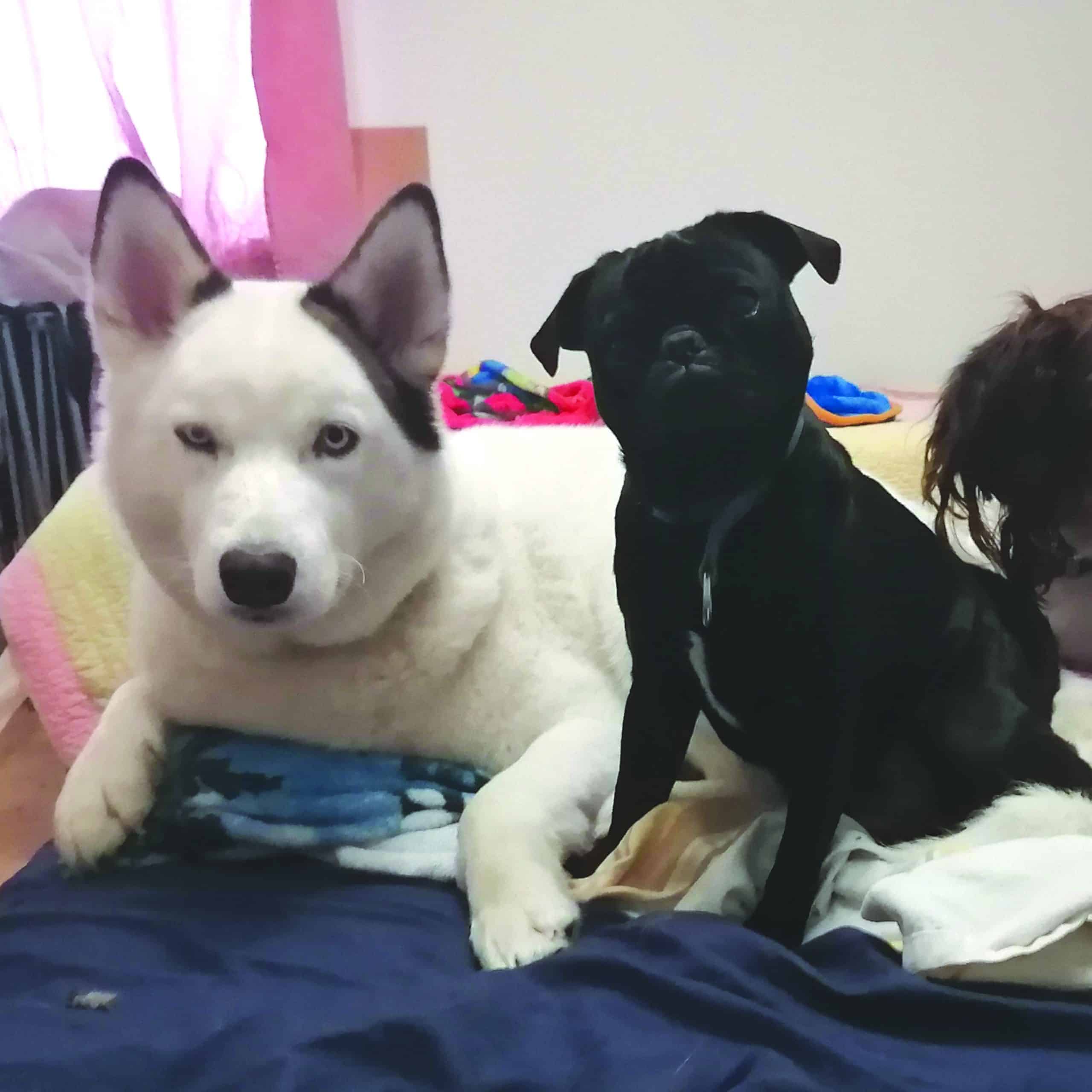 Un sauvetage pas comme les autres à GrenvillesurlaRouge Le Régional