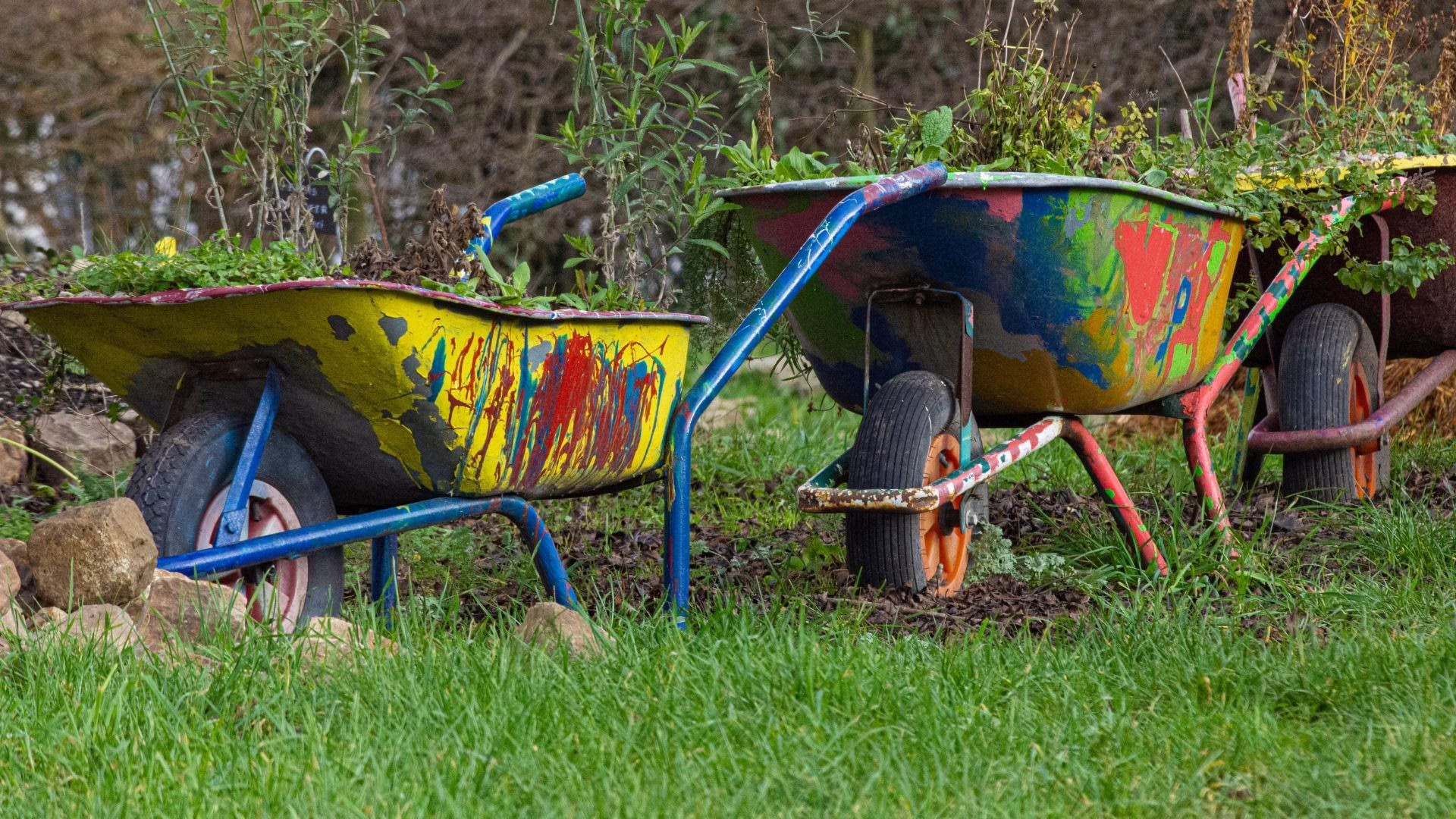 Three colorful, weathered wheelbarrows filled with overgrown plants in a grassy yard.