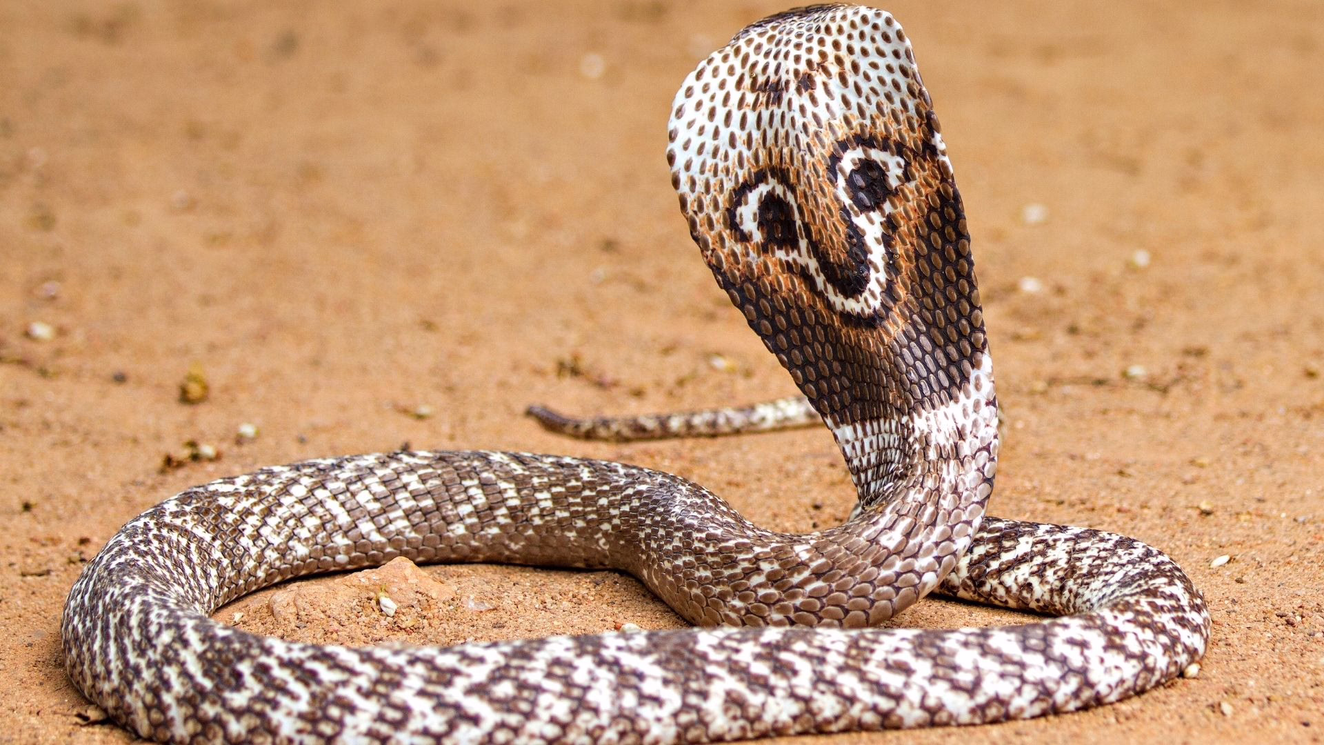 Rattlesnake coiled on sandy desert ground with head raised, showing dark diamond-patterned scales