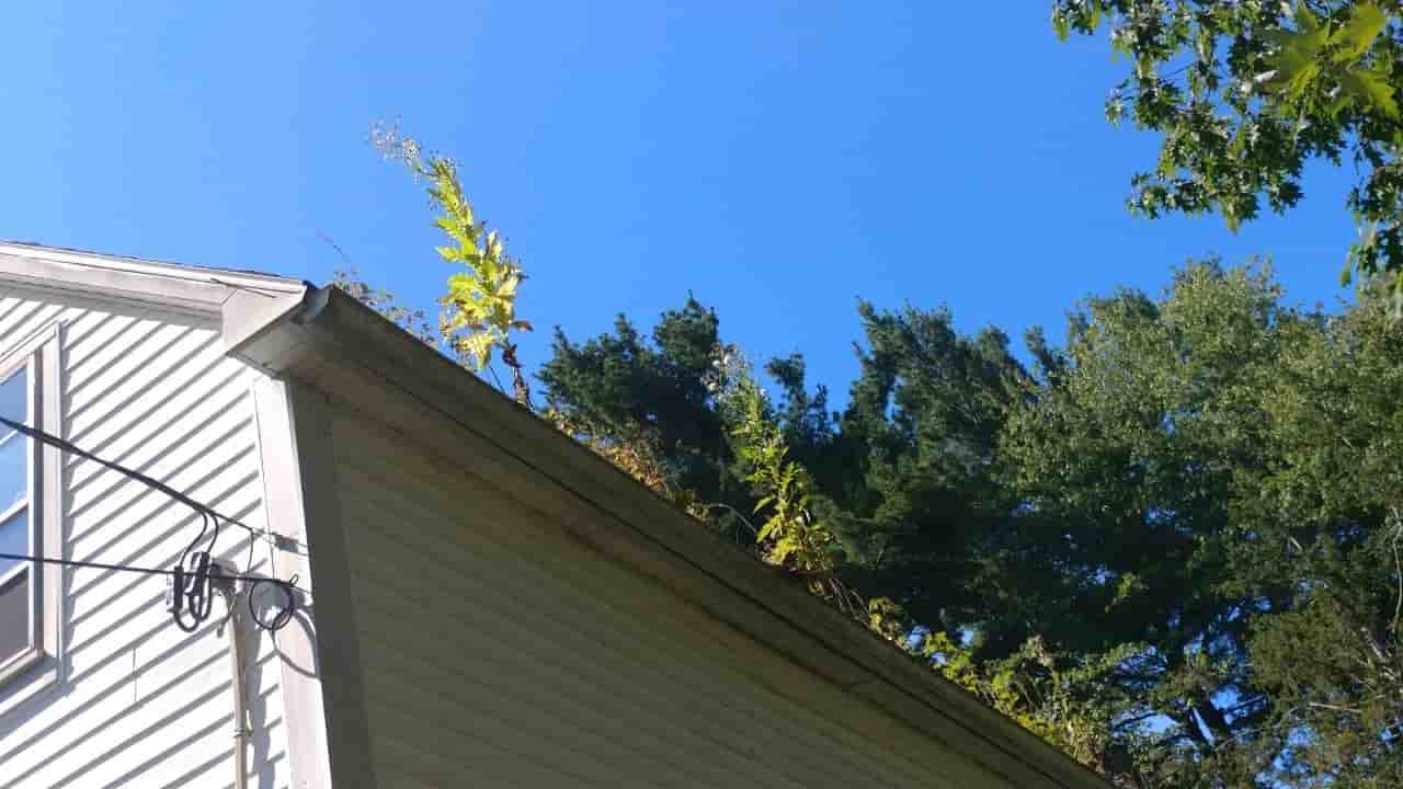 clogged rain gutter downspout