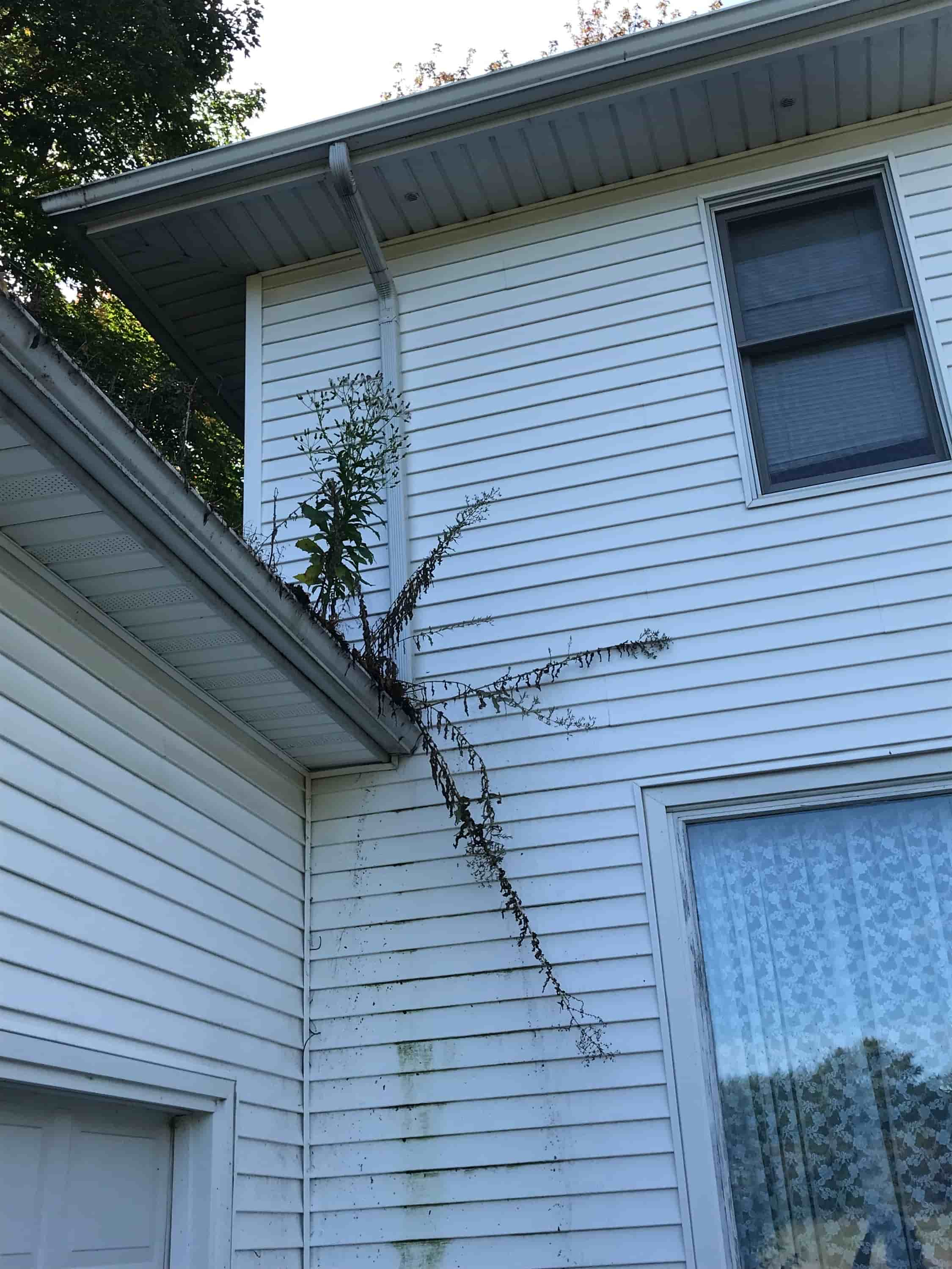 gutter downspout snake