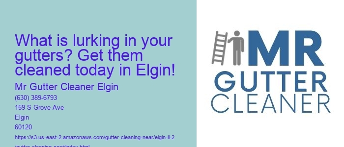 What is lurking in your gutters? Get them cleaned today in Elgin!