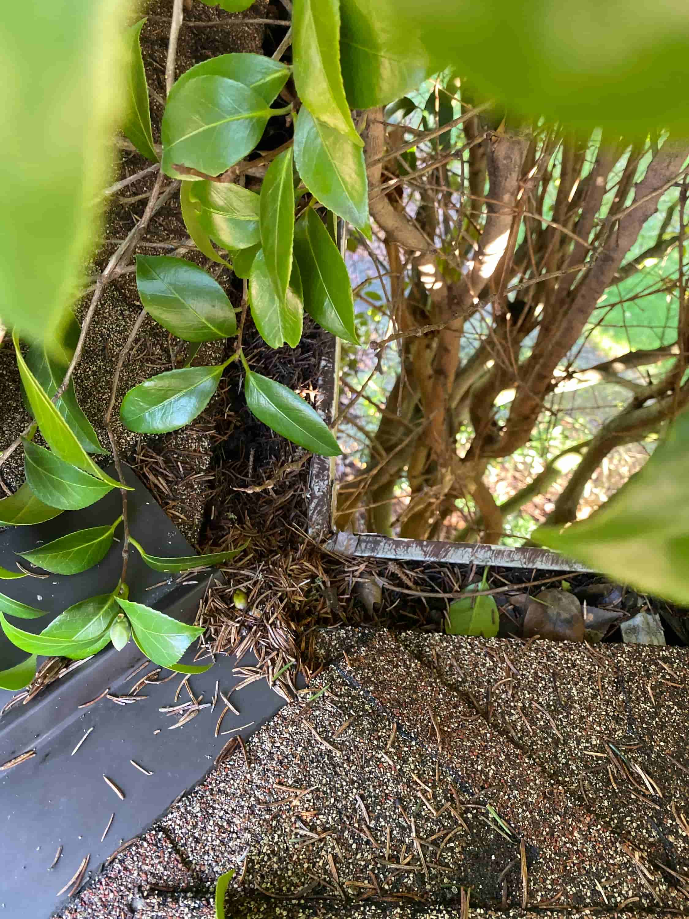 downspout hose attachment