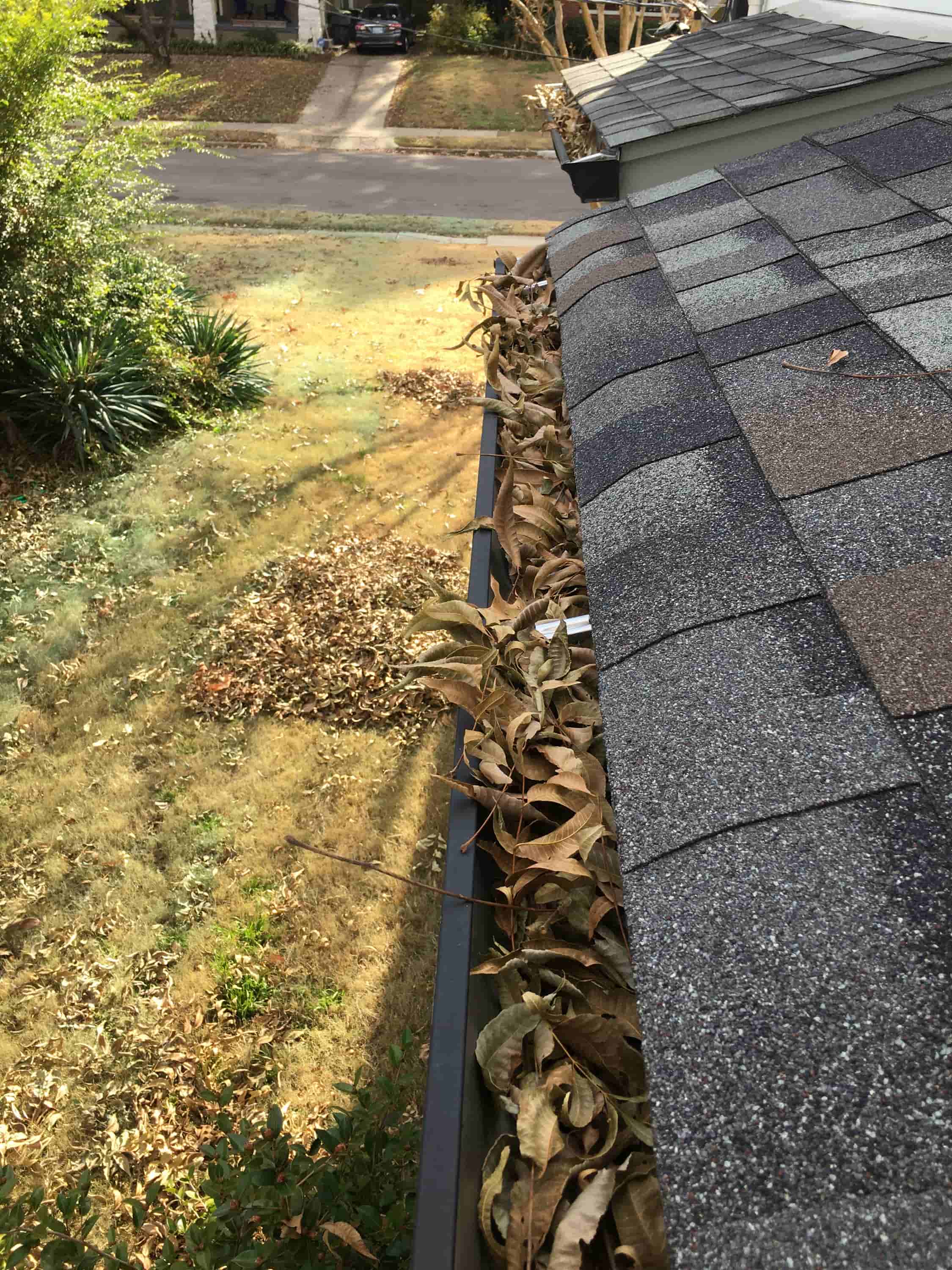 leaves in gutter