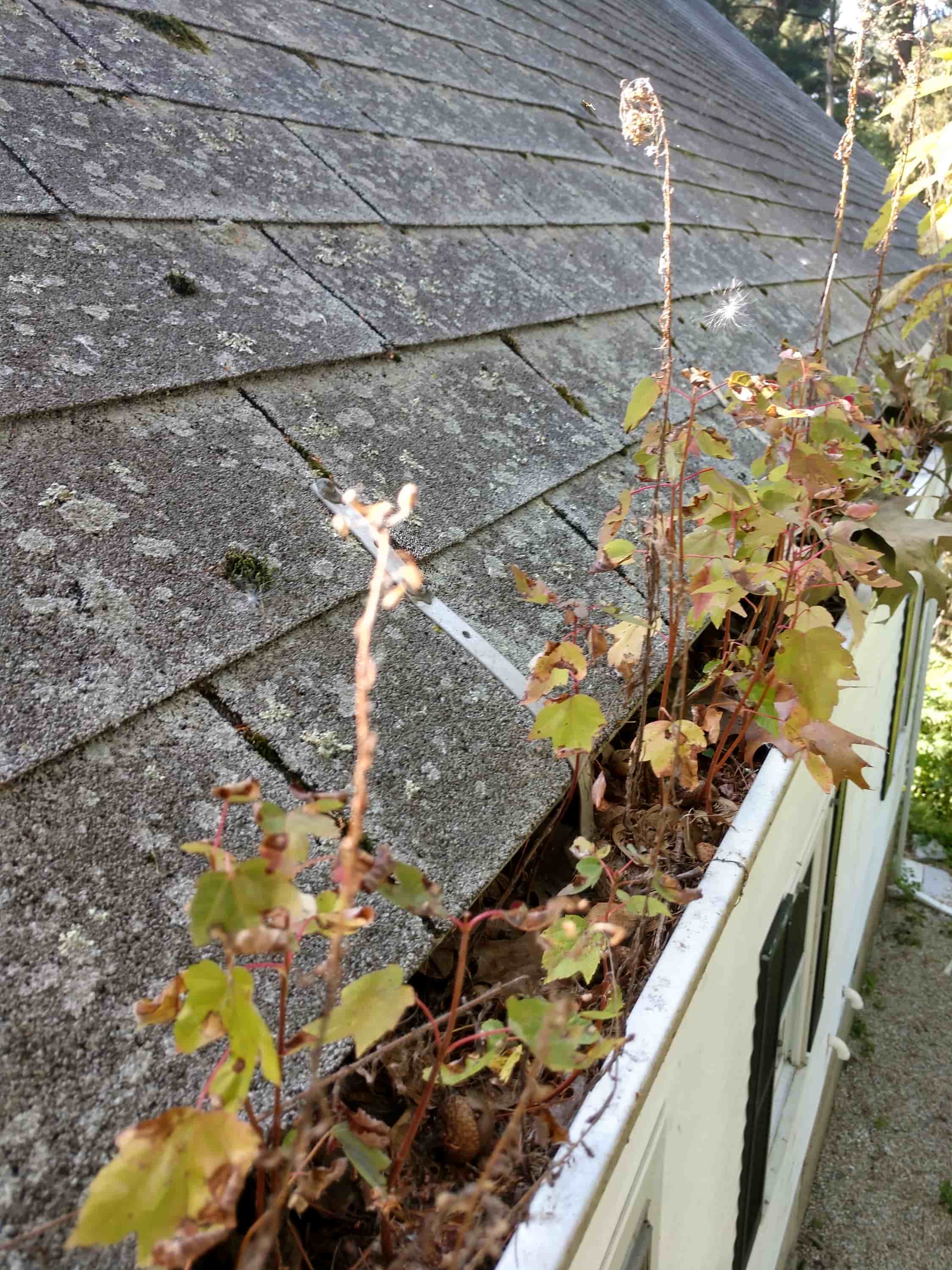average cost of gutter cleaning service