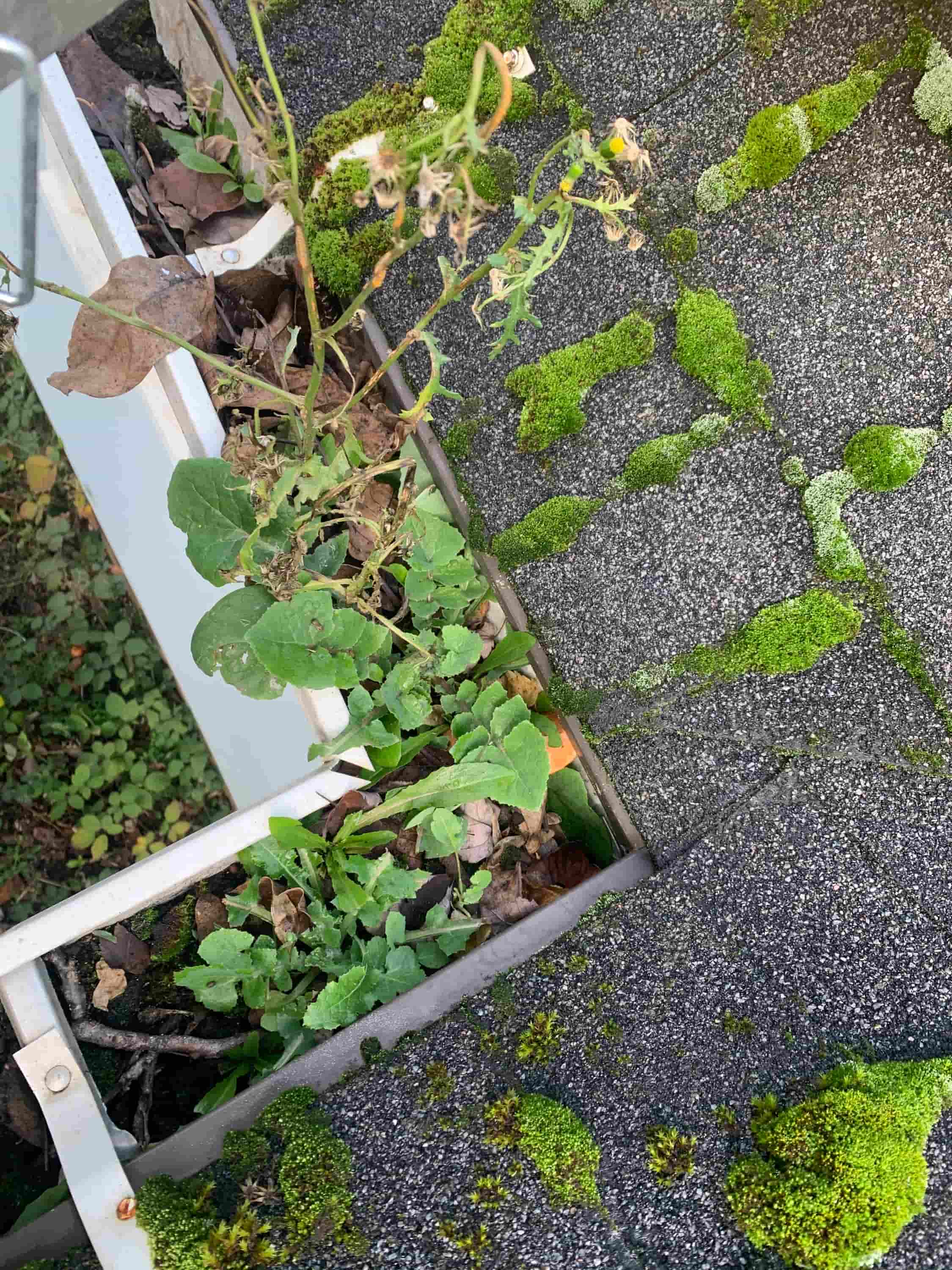 home gutter flusher