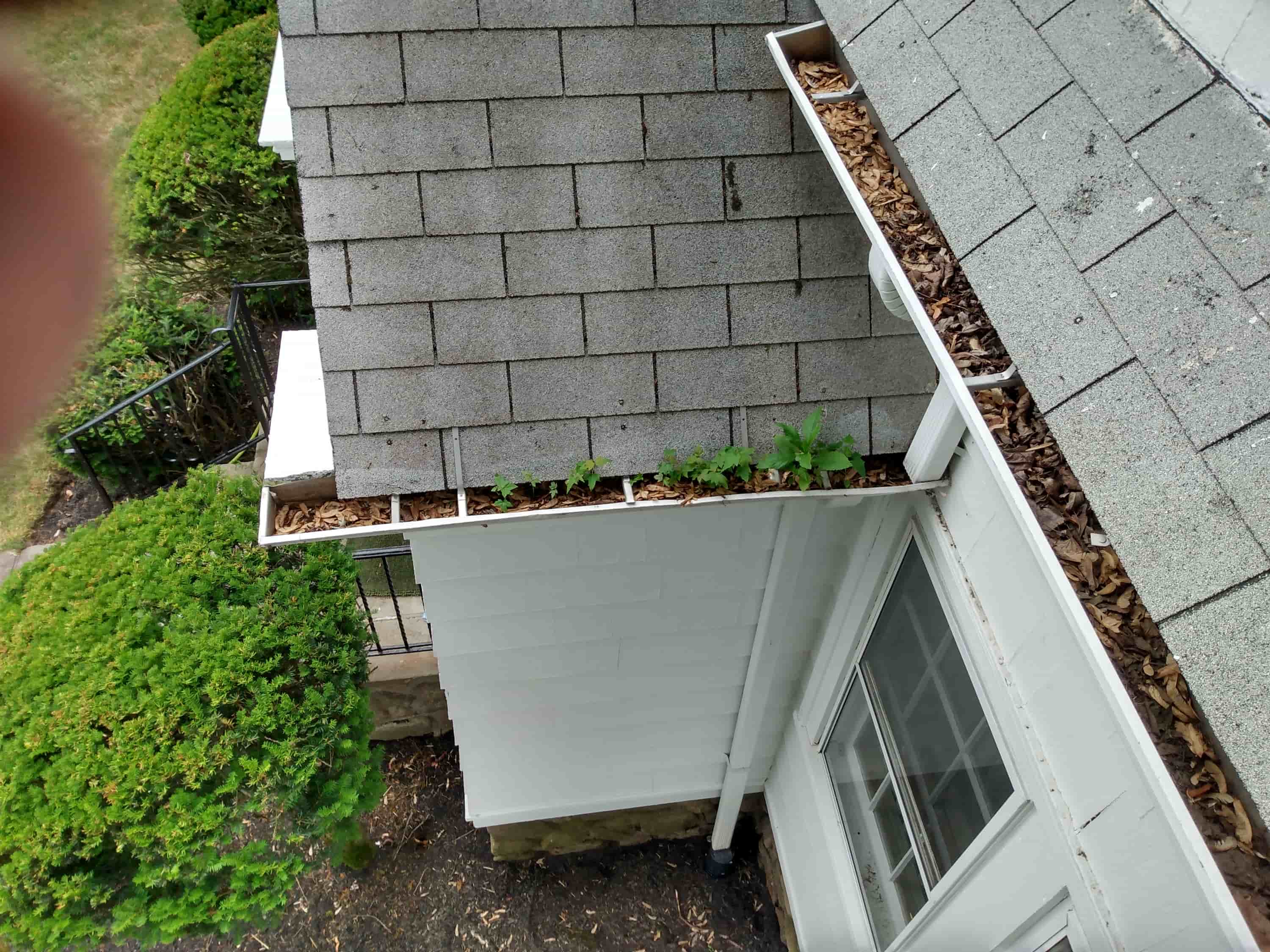 roof and gutter cleaning services