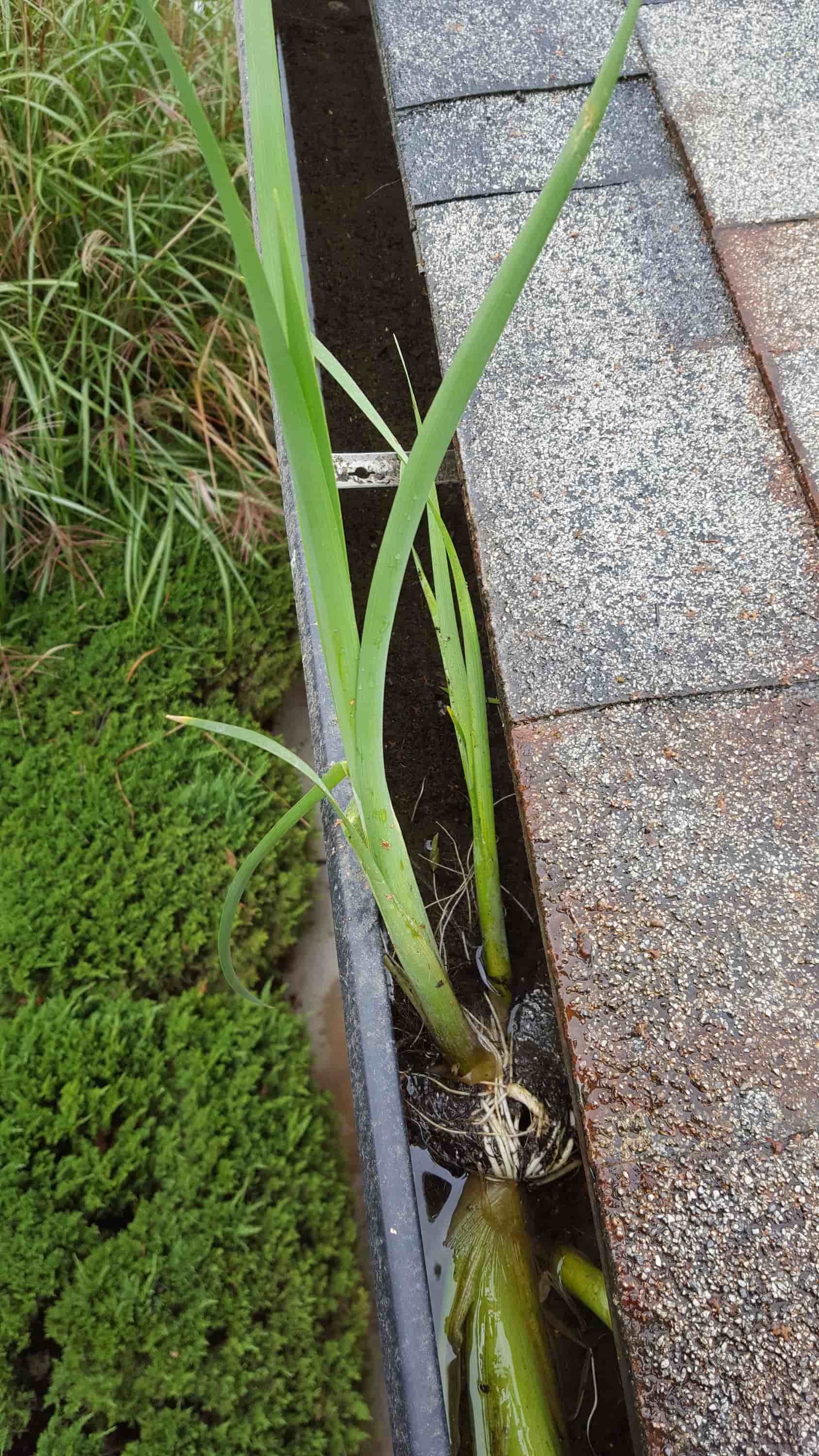 clogged gutter downspout
