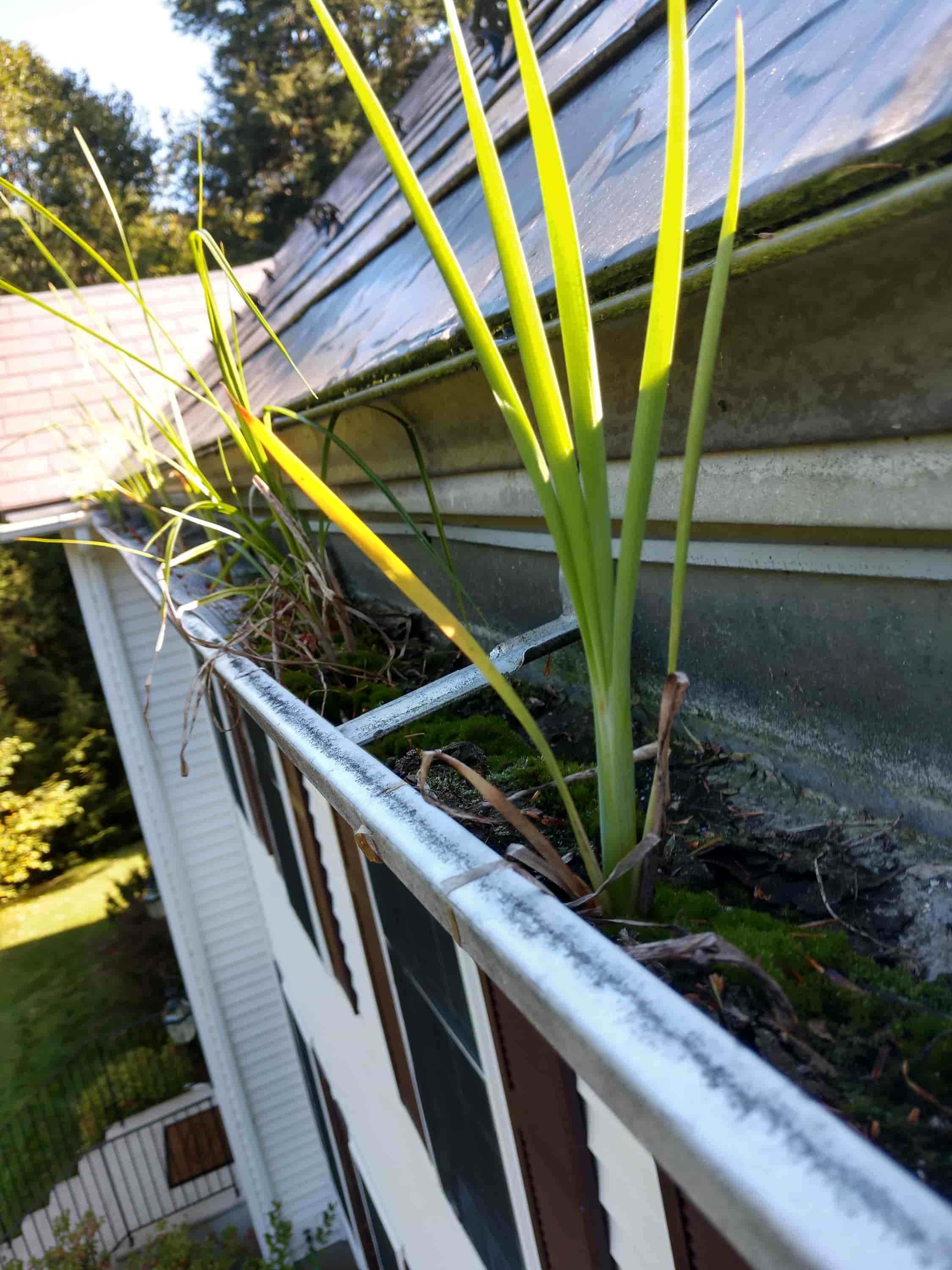 gutter cleaning ladder
