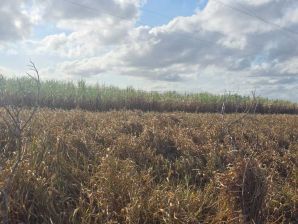 Terreno para Vender em Distrito Industrial