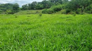 Sítio para Vender em São Fidélis (Todos os setores)