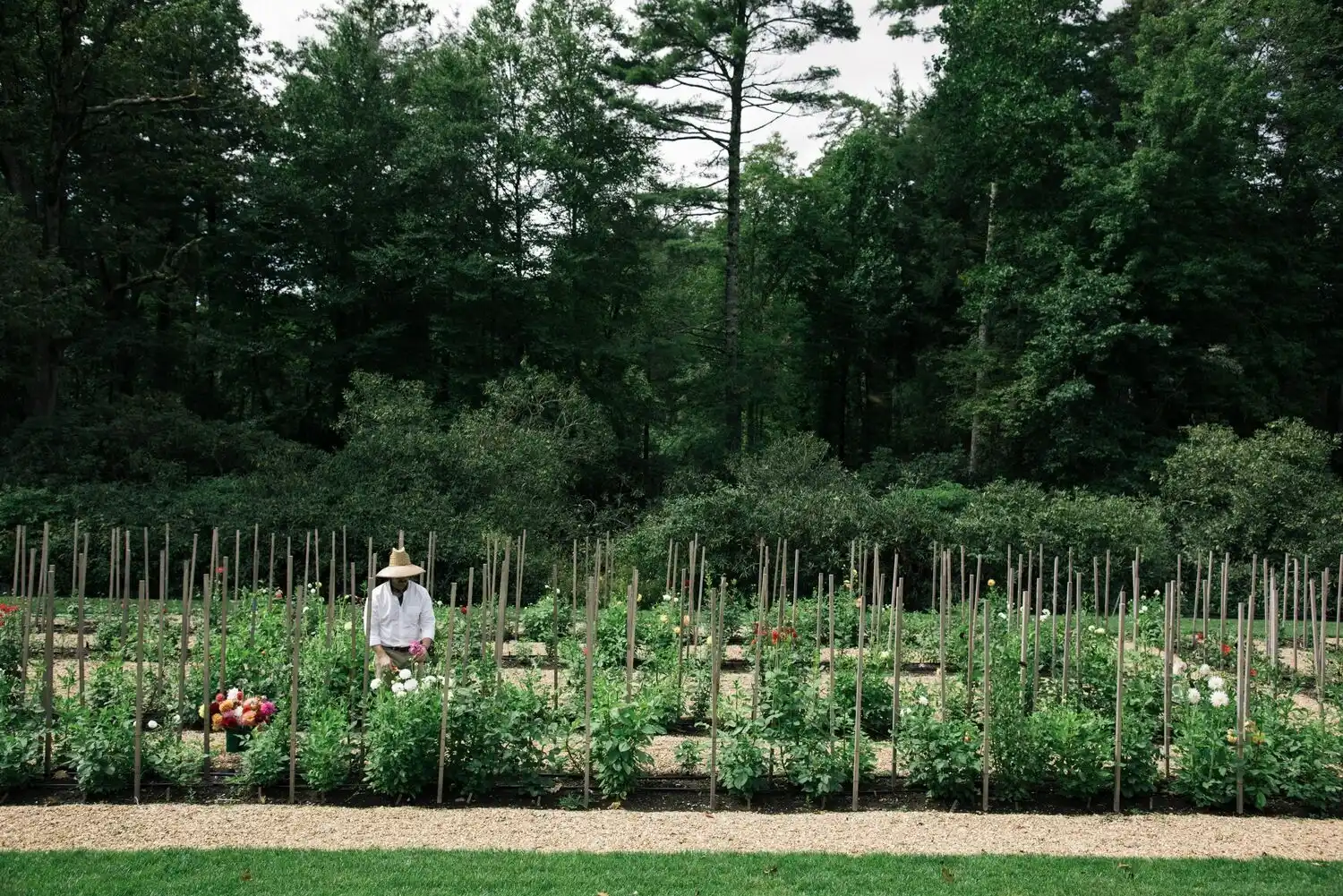 Web JPG HIGH HAMPTON AUG 2020 DAHLIAS 1919