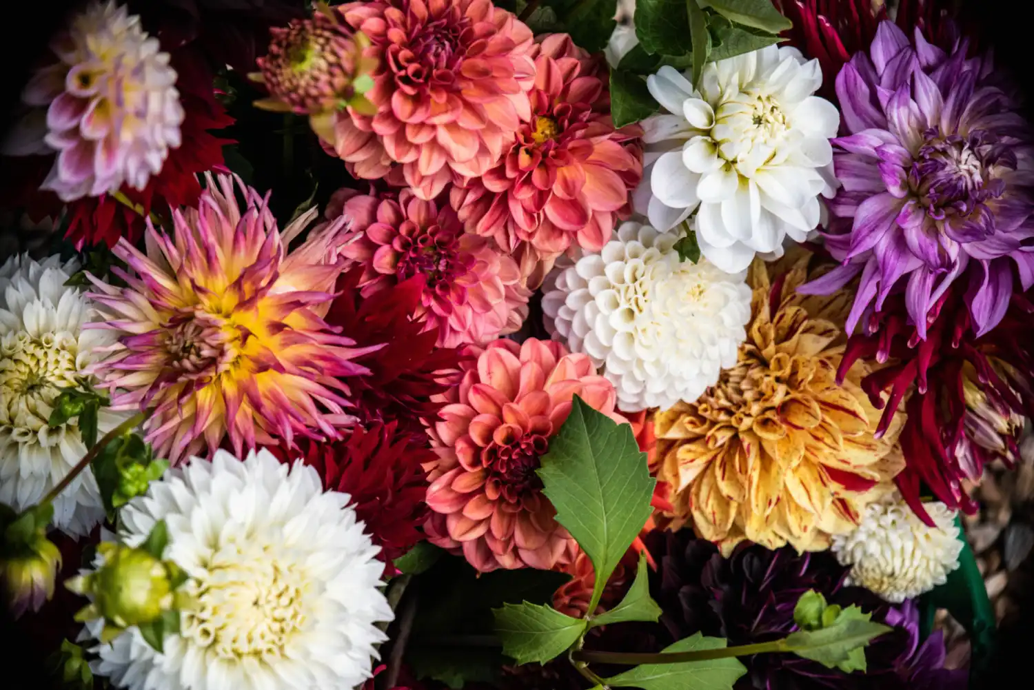Overhead photo of dahlia blooms