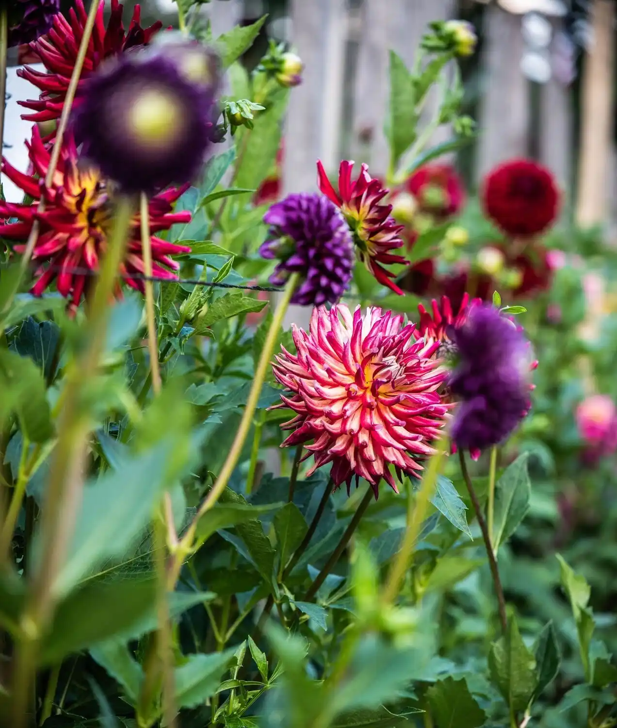 Web JPG HH 21 08 26 RAU DAHLIAS 8046
