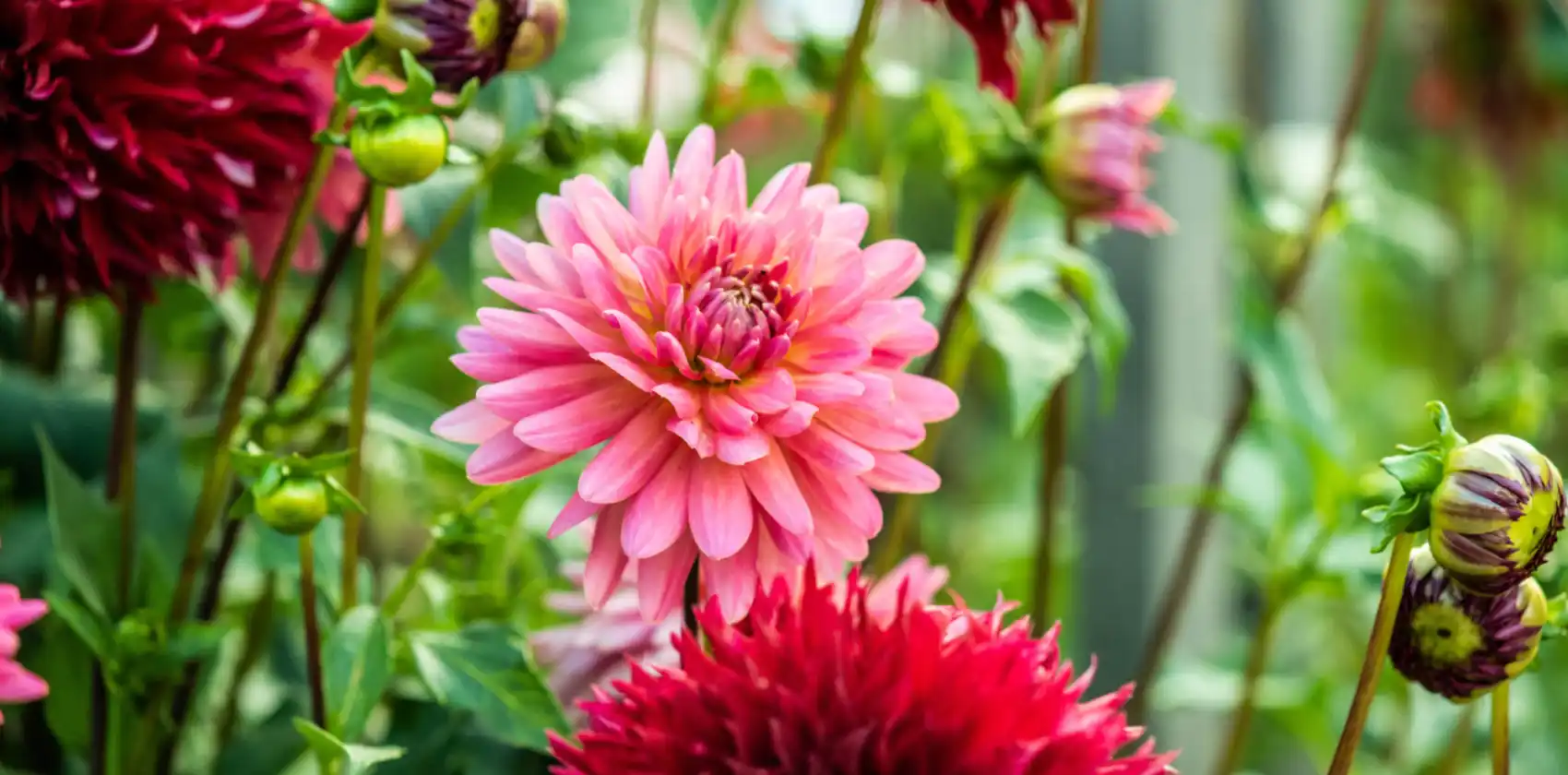 HH 21 08 26 RAU DAHLIAS 8060