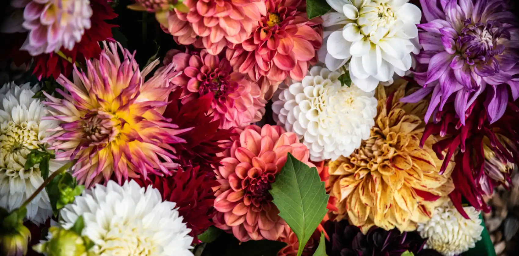 Overhead photo of dahlia blooms